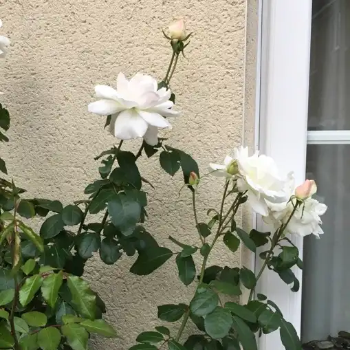 Trandafiri hibrizi Tea - Trandafiri - Fehér - 